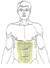 Load image into Gallery viewer, Abdomen