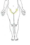 Bikini Line Laser Hair Removal