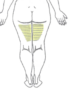 Posterior Upper Thigh