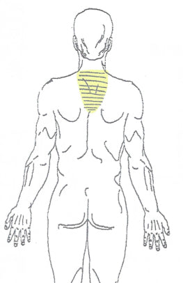Upper Thoracic Spine